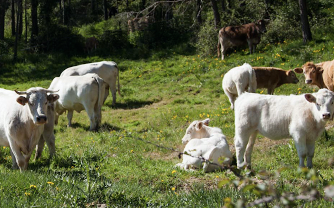 Salt del Colom: Vedella ecològica i xocolata artesanal del Berguedà