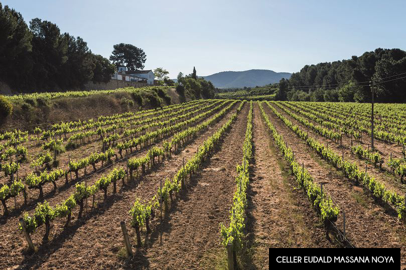 Descobrim els cellers, vins i caves de Barcelona!