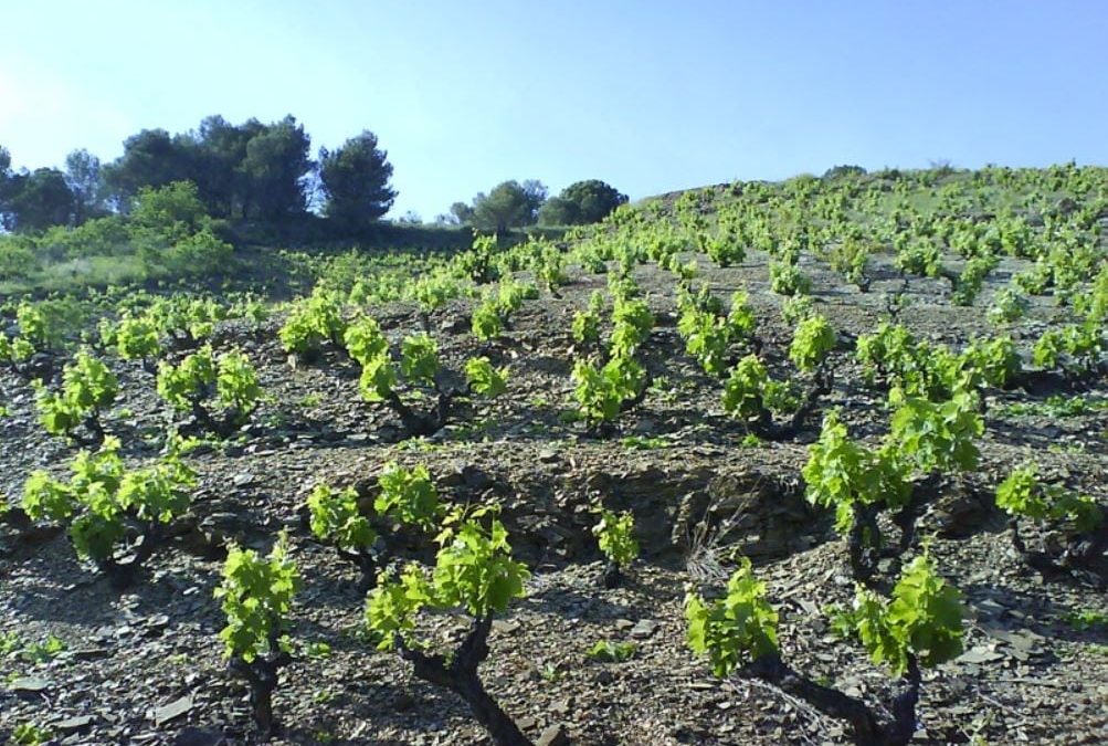 Celler Castellet i La Caseta de Porrera