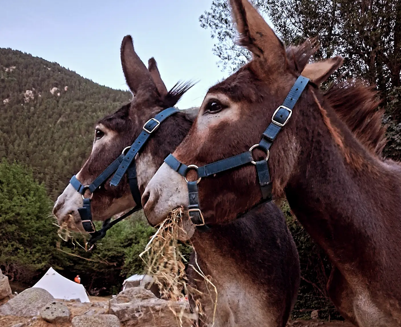 Burro Trek