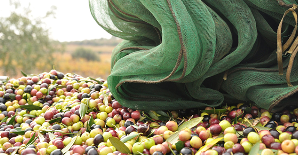 Cooperativa Agrícola de Salomó
