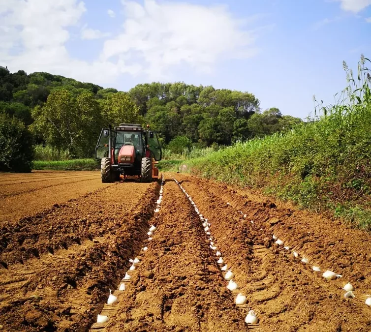 Calçots de Cal Carro
